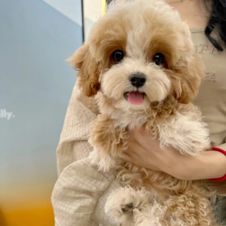 可卡布犬活物幼犬马尔泰犬狗狗小型犬可卡犬约克夏 宠物级 随机 公 x 幼年犬(45日龄-12月龄)【图片 价格 品牌 报价】-京东