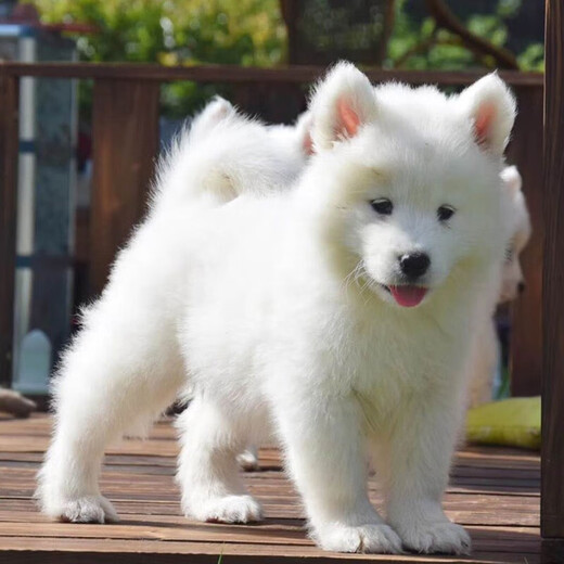 jd30天保障秋颖纯种双血统萨摩耶犬幼犬活体澳版萨摩微笑天使纯白色