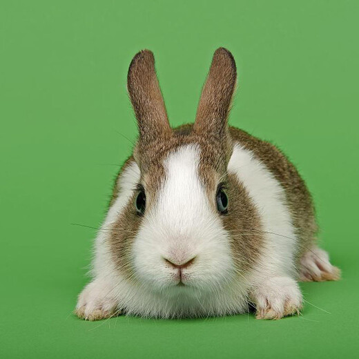 茶杯兔迷你猫猫兔小白兔公主兔熊猫兔一只一对黄白道奇兔一对一公一母