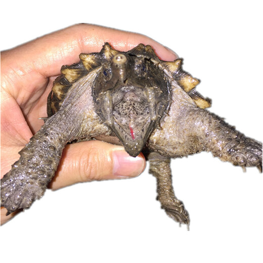 原种大鳄龟 大鳄龟苗 真大鳄 活体龟 宠物龟 钓鱼龟 活体 鳄鱼龟 全品