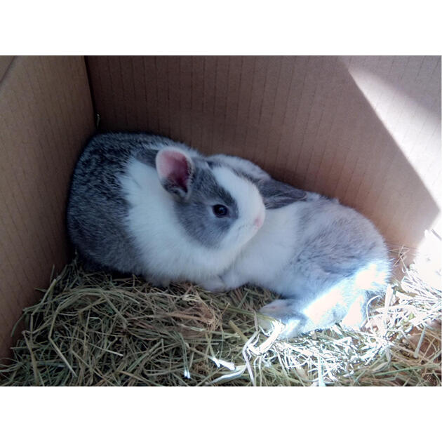 宠物兔子活体 侏儒兔活体迷你 小型海棠兔宝宝凤眼西施兔茶杯兔长不大