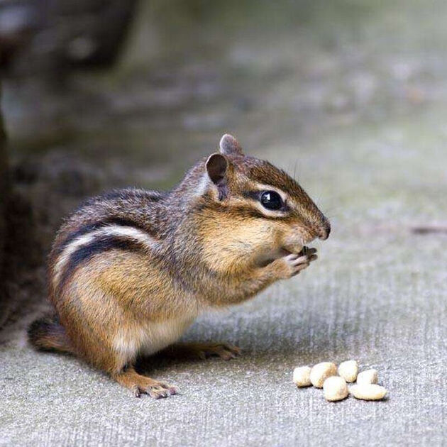 崽宝宝魔王松鼠黄山松鼠小宠物活体 金花松鼠小亚成(65-80天)1只(公)