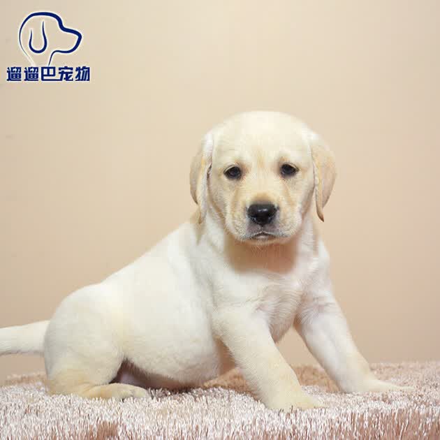 狗活体狗狗活体小狗幼犬活体纯种拉布拉多寻回犬白色奶油色纯种s级公