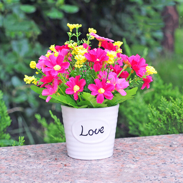 28头玫红雏菊(配螺纹陶瓷花盆) 含盆