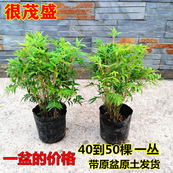 米竹盆栽凤尾竹观音竹微型观赏竹庭院竹子室内阳台小叶米竹苗盆景 40到50棵一丛带原土杯发货【图片 价格 品牌 报价】-京东