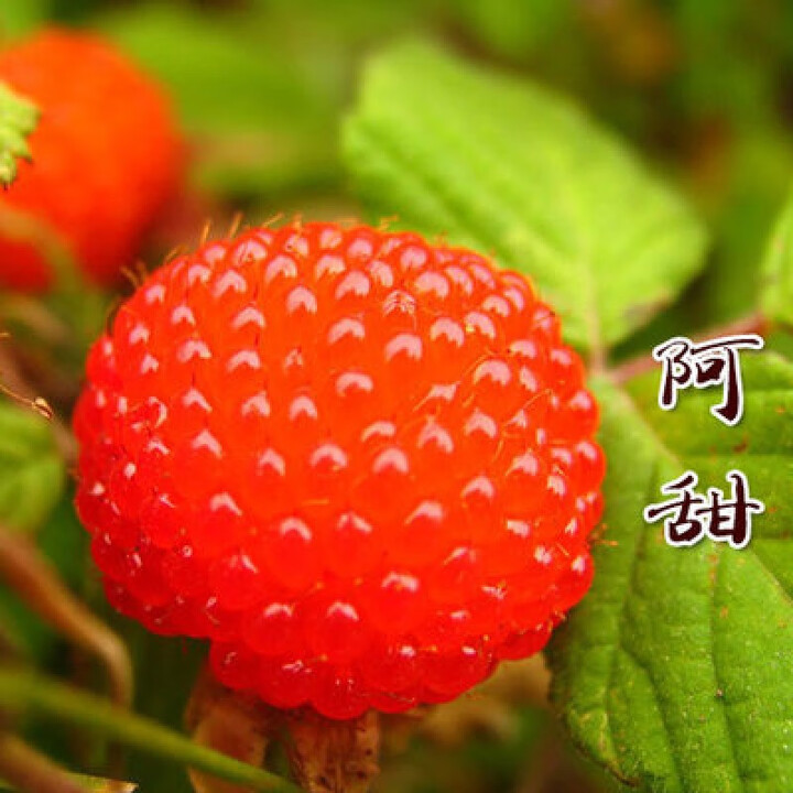 苗野生双季树莓覆盆子树苗黄红树莓苗南方北方果树苗盆栽地栽 阿甜