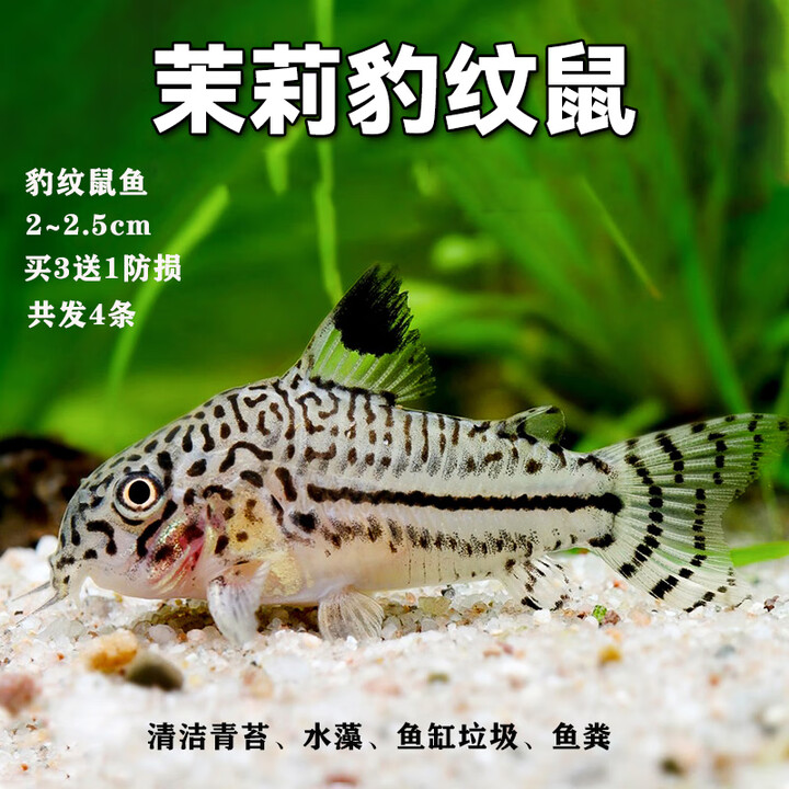 森悠(SARYOR)金苔鼠鱼活体琵琶鱼活体工具鱼垃圾鱼清洁鱼热带观赏鱼 4只豹纹茉莉鼠鱼2-2.5cm【图片 价格 品牌 报价】-京东