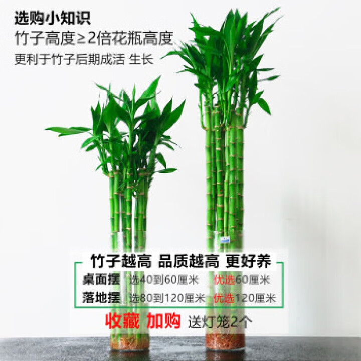 穗桓(SUIHUAN)带根龙竹观音竹转运竹发财竹富贵竹植物水养客厅室内盆栽水培绿植 开运竹直竹60厘米10支人财两旺 不含盆【图片 价格 品牌 ...