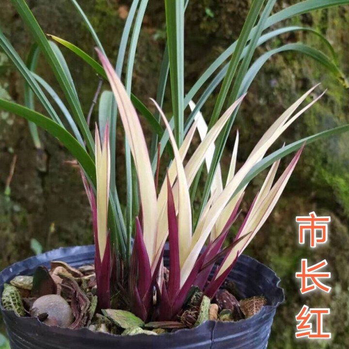现不带花苞 老种 建兰铭品市长红兰花苗四季兰红花夏季带花苞植物盆栽