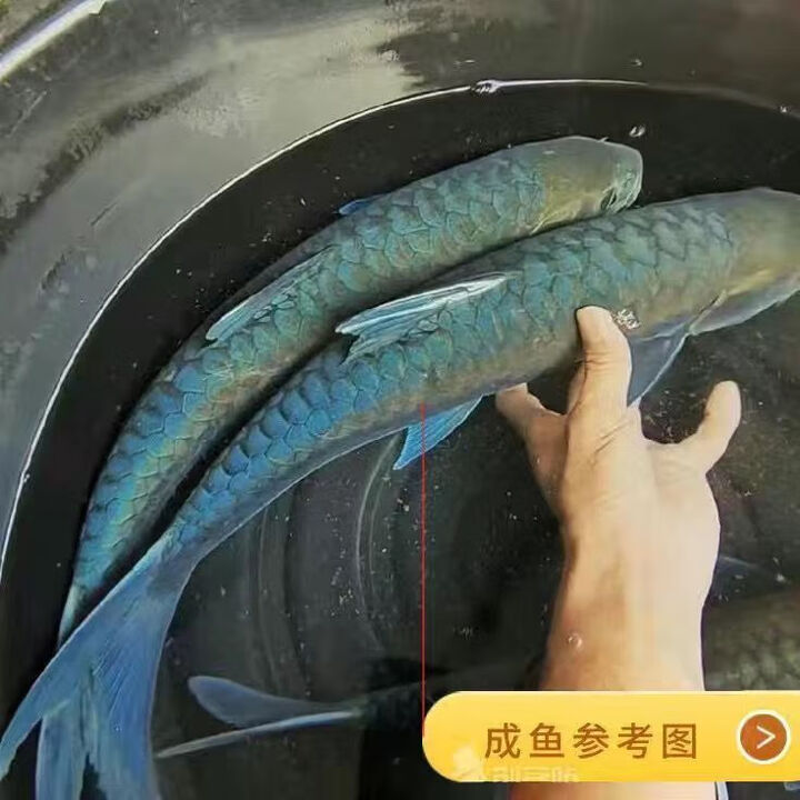 新光罗蓝吉罗淡水鱼红吉罗金吉招财鱼观赏鱼鱼苗发光鱼变色风水鱼 2/3厘米8条送路损 蓝吉罗【图片 价格 品牌 报价】-京东