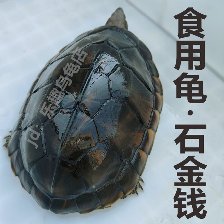 石金钱食用龟大龟活体10年南石煲汤食用草龟乌龟正宗纯种可食用龟 食用石金钱 1斤重 /只（5年）【图片 价格 品牌 报价】-京东