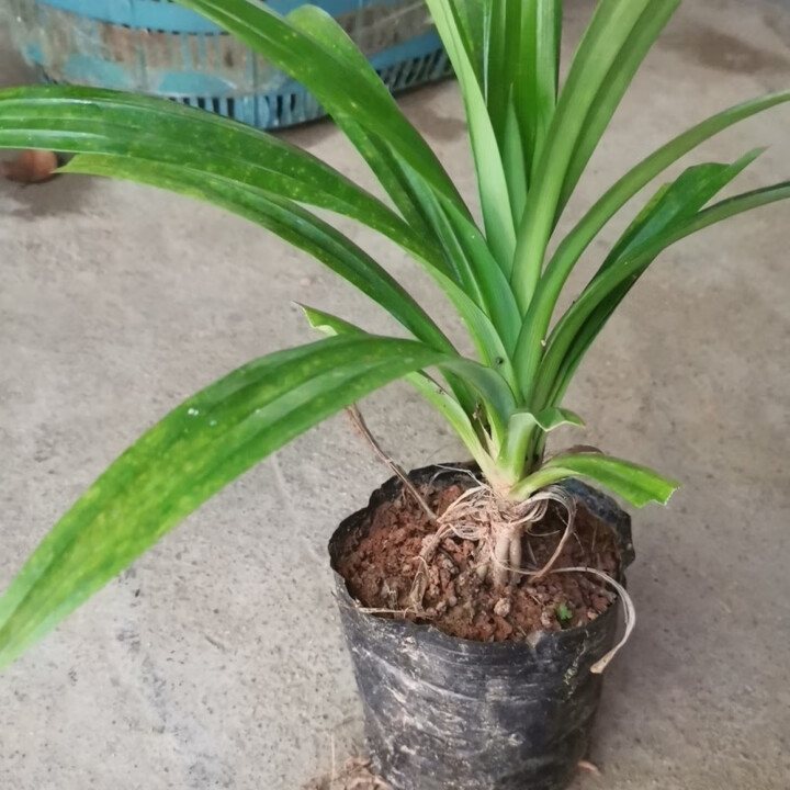 海南正宗斑斓香兰叶苗斑兰叶苗斑斓叶苗盆栽斑兰盆景绿植香料 1株小苗(精选苗)【图片 价格 品牌 报价】-京东