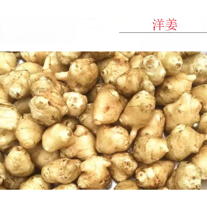 画垂帘洋姜新鲜现挖鬼子姜不辣野生姜阳姜菊芋泡菜食用腌制酱菜咸菜 2500g【图片 价格 品牌 报价】-京东