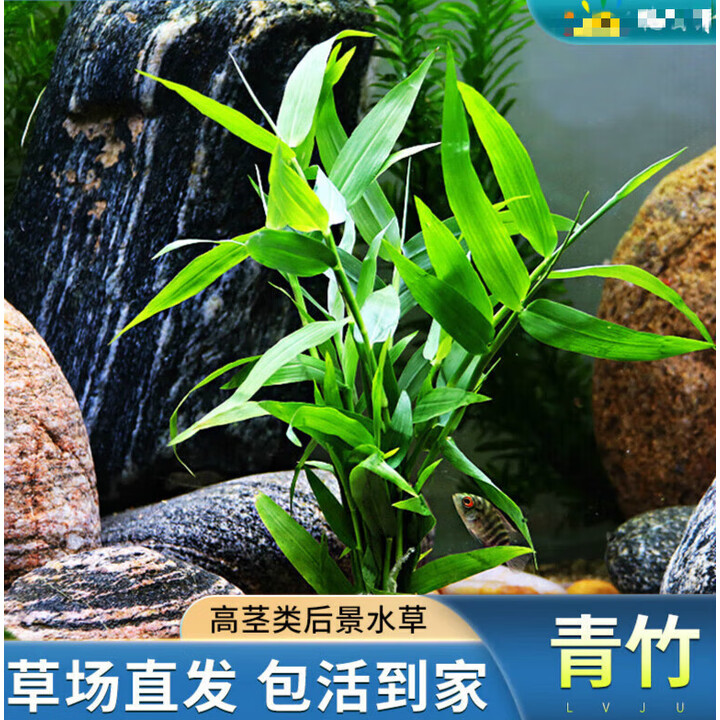 墨一青竹水草植物真草鱼缸水草造景鱼草缸绿植活净水新手懒人单孔青竹