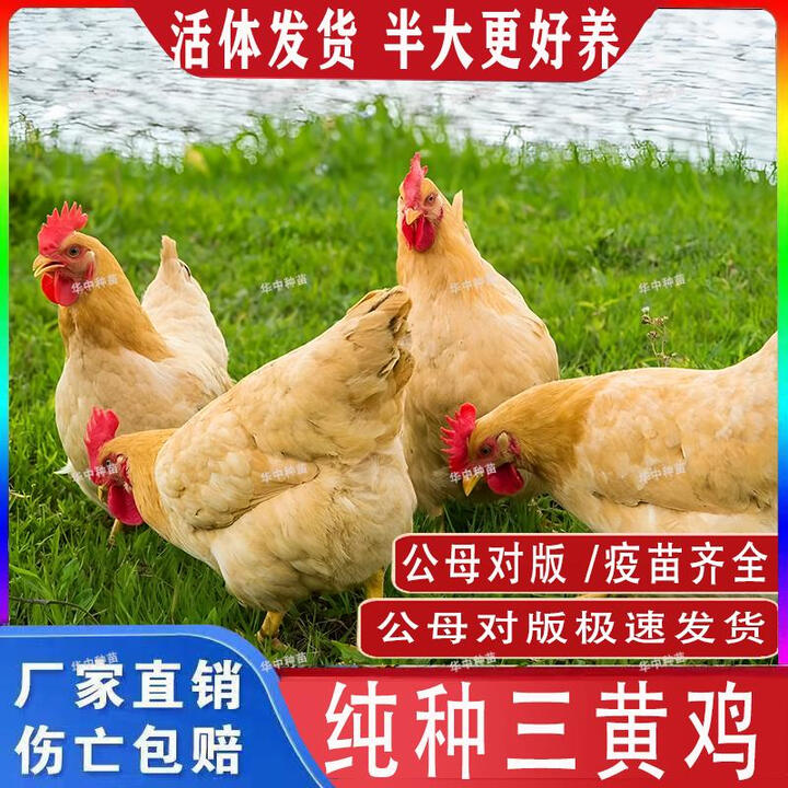 半斤三黄鸡活苗纯种农家散养土鸡小鸡幼苗笨鸡活小鸡苗活鸡仔一斤 4-5两三黄鸡8只（7母1公）【图片 价格 品牌 报价】-京东