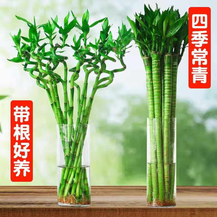 绩光富贵竹转运竹弯竹龙竹水竹开运水养竹子带根水培植物花卉室内绿植 不含盆 【带根】开运竹直竹-60厘米-10棵【图片 价格 品牌 报价】-京东