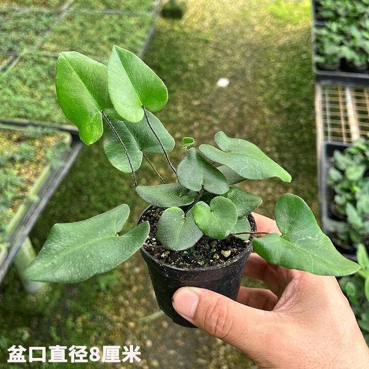 绿丝绦心愿蕨盆栽好养易活新奇苔藓球蕨类办公室绿植花卉耐寒四季植物 【纤细摇曳】心愿蕨原盆土2盆【图片 价格 品牌 报价】-京东