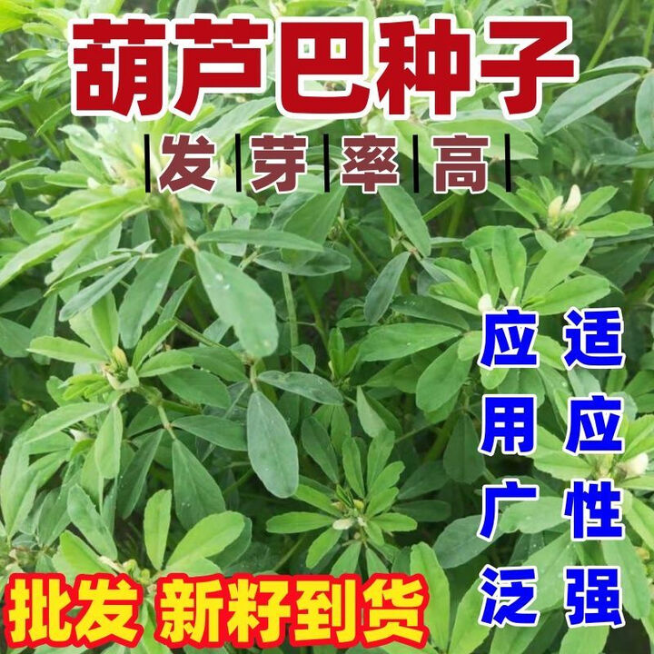 葫芦巴种子 胡芦巴胡卢巴一年生叶宝菜籽别称香草香豆种子可入药 葫芦巴种子【100克】【图片 价格 品牌 报价】-京东