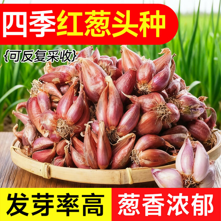 雨化田野红葱头种子四季香葱头小葱种家庭种植阳台蔬菜籽火葱头苗 精选红葱头5斤【带芽发货】送5包豆粕肥【图片 价格 品牌 报价】-京东