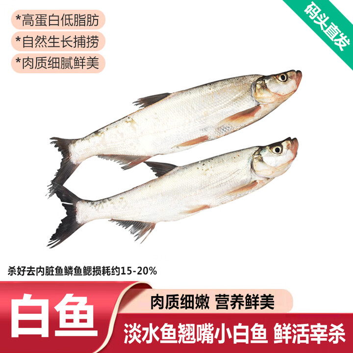 品鲜肴淡水鲜活大翘嘴鱼生态白鱼白刁鱼新鲜淡水鱼小刁子鱼翘嘴白鱼翘壳 新鲜白鱼2条(每条8-9两)【图片 价格 品牌 报价】-京东