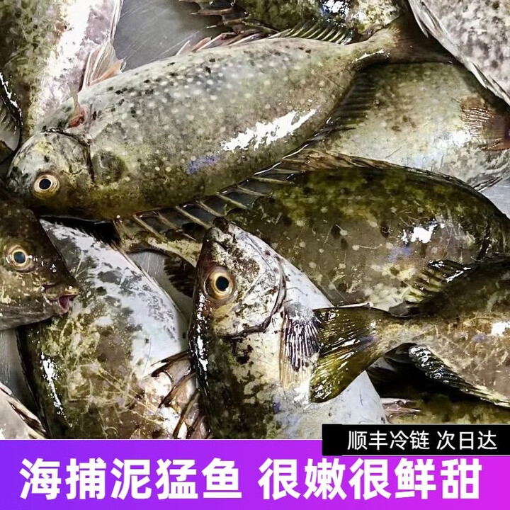 泥猛野生鲜冷冻新鲜速冻海鱼黄提鱼海鲜 两斤装(约6条)【图片 价格 品牌 报价】-京东