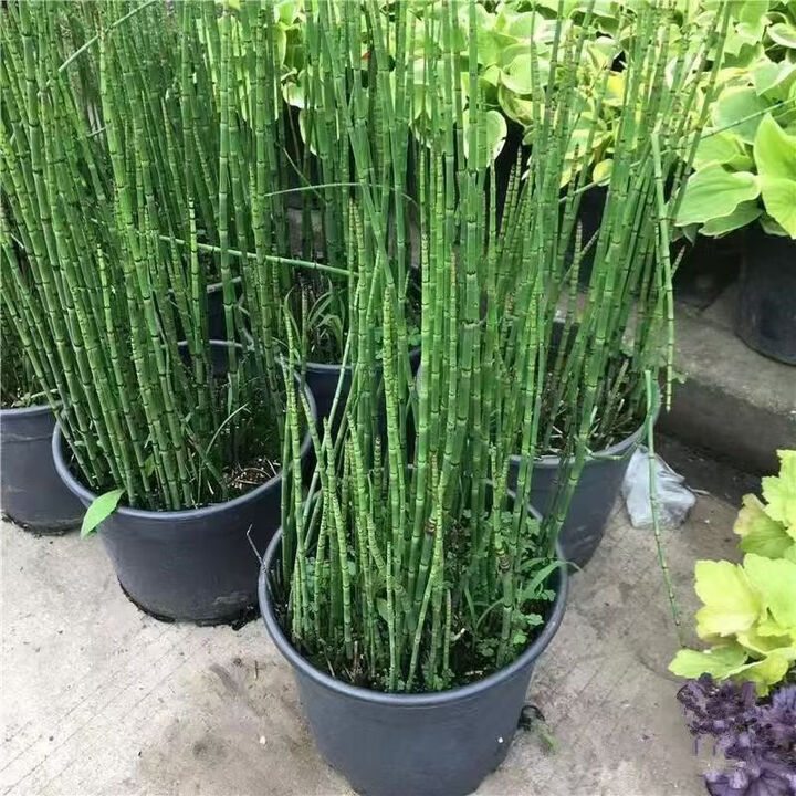 木贼盆栽常绿水生植物四季常绿笔管草节节草水池观赏水景造景 木贼草30杆左右20-60厘米高 不含盆【图片 价格 品牌 报价】-京东