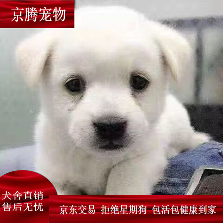 麦基乐 中华田园犬黄狗白面大黄狗纯种看门狗家庭狗铁包金小幼狗看家护 田园级 中华田园犬(小白狗) 公【图片 价格 品牌 报价】-京东