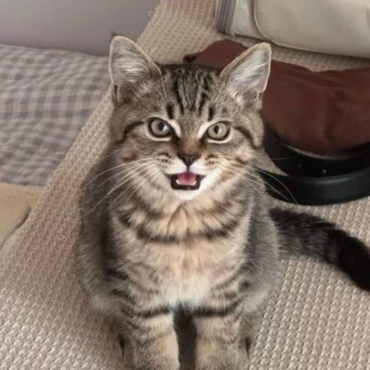 中华田园家养黑猫白猫猫咪宠物猫花猫奶牛橘猫活体狸猫真猫家养 田园级 小狸花猫咪 母【图片 价格 品牌 报价】-京东