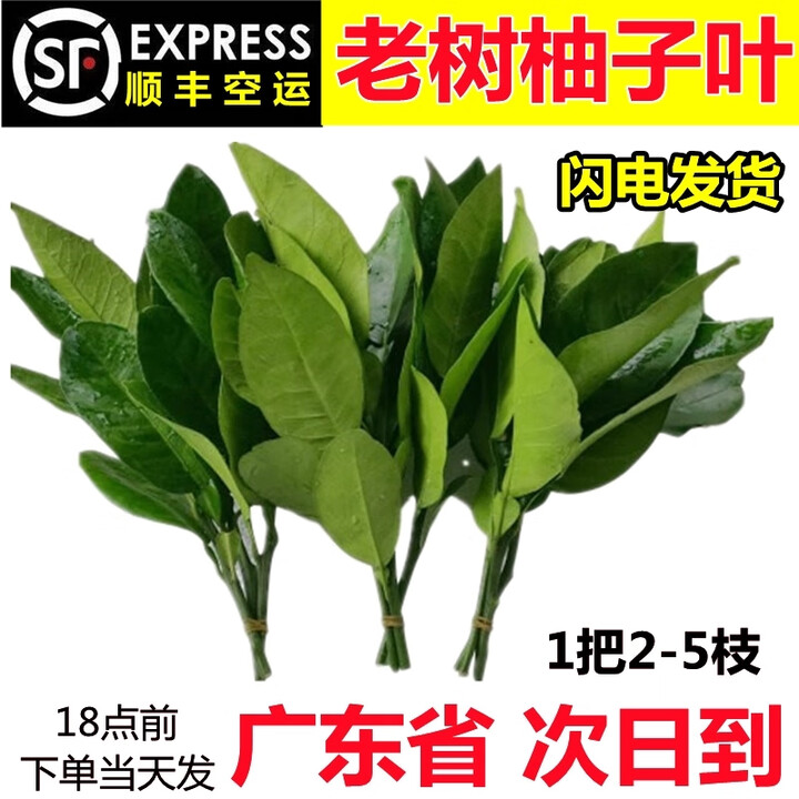 柚子叶新鲜去晦气沐浴柚子叶黄皮叶碌柚叶桃枝艾草 (顺丰陆运)3把柚子叶【图片 价格 品牌 报价】-京东