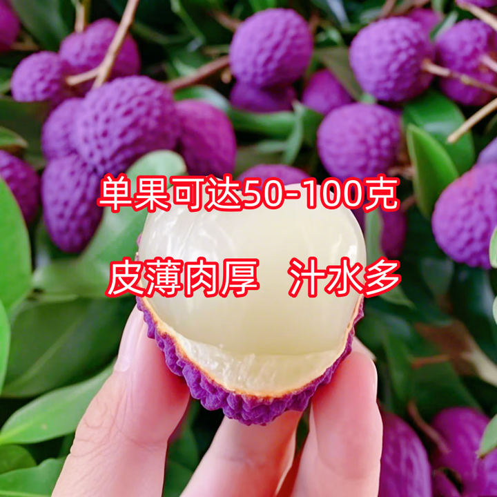 大果无核纯甜紫皮荔枝树嫁接苗当年结果桂味荔枝南北可种盆栽地栽 紫皮荔枝 1年特价小苗1棵【图片 价格 品牌 报价】-京东