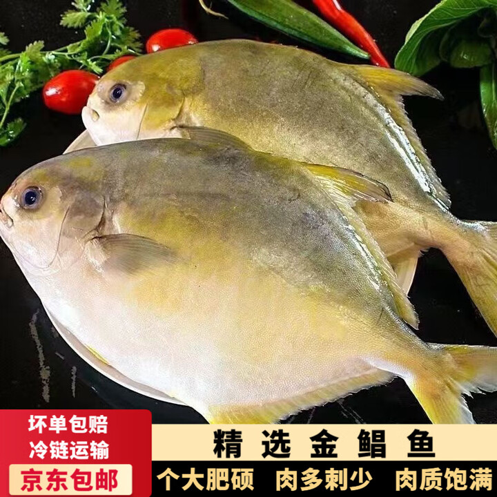 特大号金鲳鱼新鲜海鱼鲳鱼深海冷冻海昌鱼特大金昌鱼 金鲳鱼2条(600g-700g/条)【图片 价格 品牌 报价】-京东