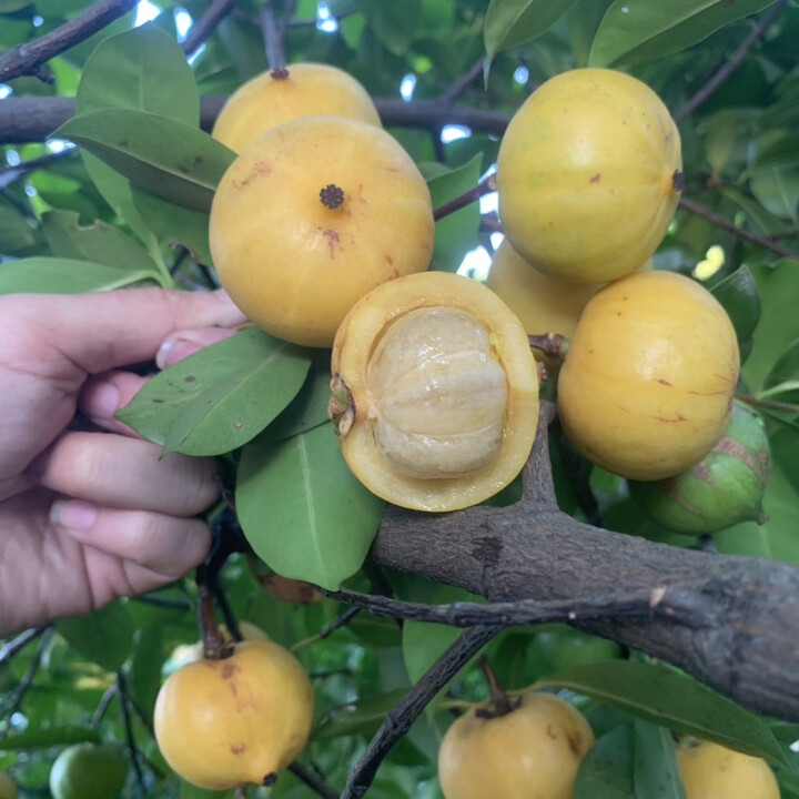 物鲜仙子野生岭南山竹黄金山竹新鲜木竹子酸桐子粘牙子黄牙桔黄牙果1