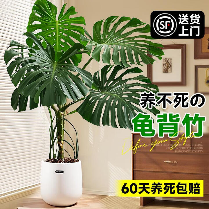 静黛轩龟背竹客厅大盆栽老桩植物办公室大型绿植室内盆景净化空气除甲醛 【精品造型】大叶提根120-150cm(白色聚福盆 带盆栽好【图片 价格 ...