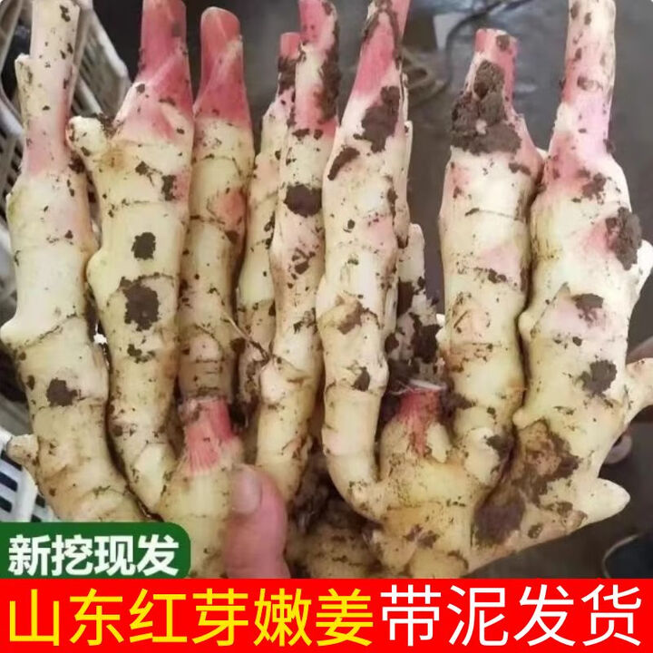 山东嫩芽姜现挖特产名吃红芽鲜姜子姜新鲜泡菜仔姜小生姜腌 2斤【图片 价格 品牌 报价】-京东
