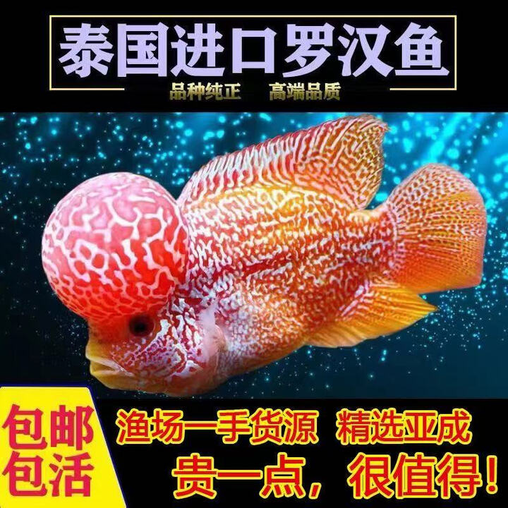 罗汉鱼鱼苗起头大苗亚成火凤凰观赏鱼小型鱼好养活德萨红马泰国苗 【泰国精品】鸿运罗汉鱼9-11cm【图片 价格 品牌 报价】-京东