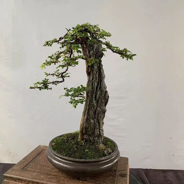 附石灵芝榆榆树附石三角枫唐枫办公室绿植盆景盆栽趣味 付款__25【图片 价格 品牌 报价】-京东
