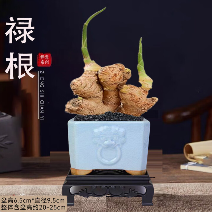 DL代购禄根盆栽四季好养水培生姜苗种植植物室内办公 一统江山+【辅首四方】+黄金沙 +方底座【图片 价格 品牌 报价】-京东