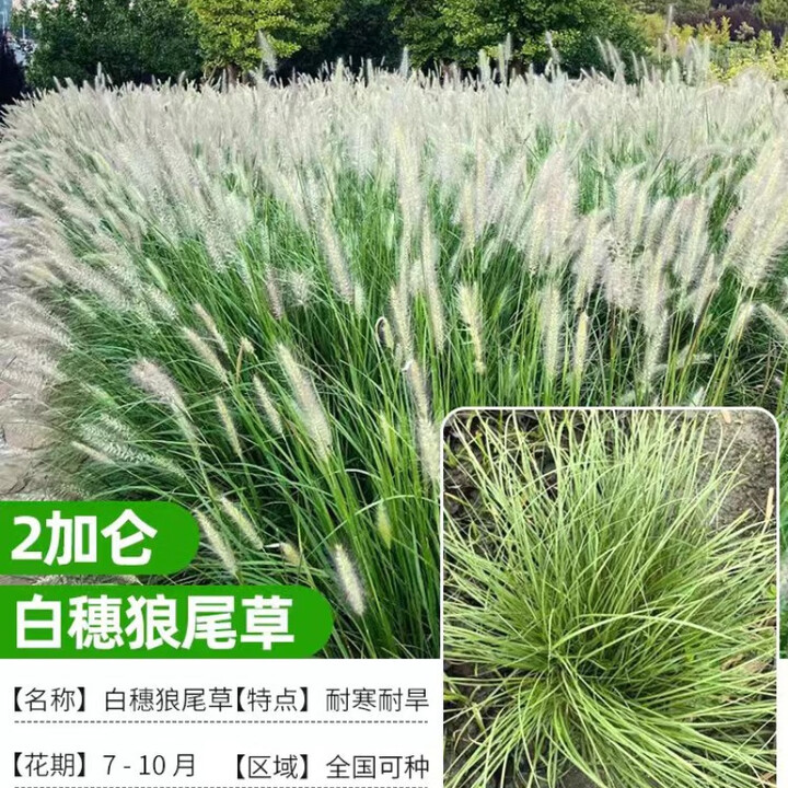 草庄狼尾巴草盆栽庭院地栽花镜植物大苗耐热耐晒蒲苇好搭花苗观赏草 白穗狼尾草 2加仑(不含盆)【图片 价格 品牌 报价】-京东