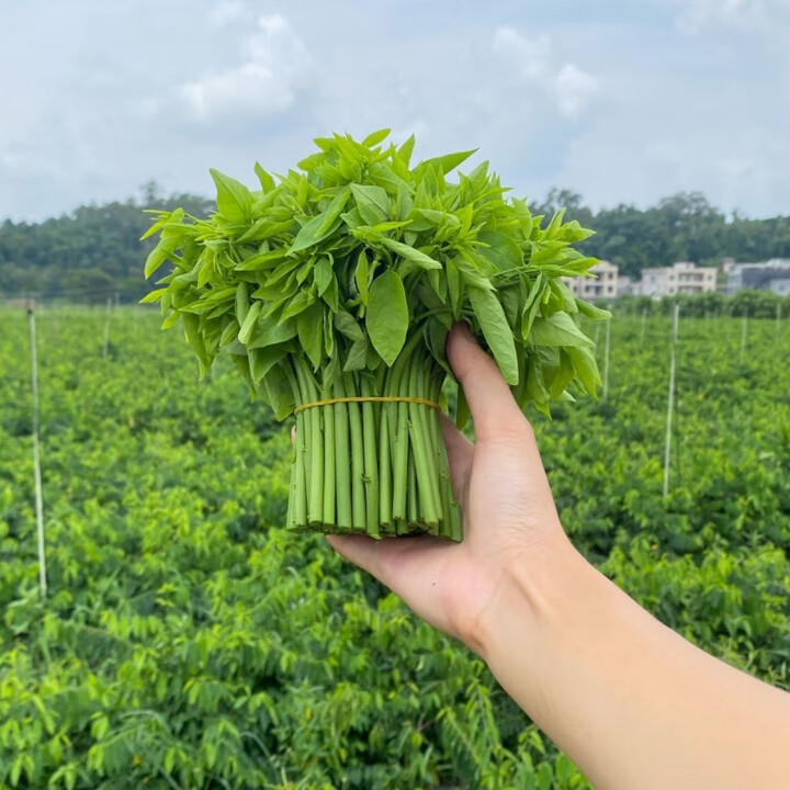 顺丰树仔菜潮汕树菜海南五指山野菜天绿香益肝 1斤树仔菜 冰泡沫箱打包【图片 价格 品牌 报价】-京东