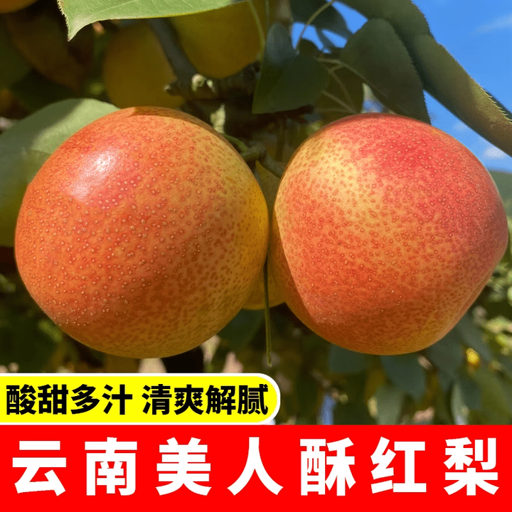 云南高原红梨美人酥火把梨新鲜水果酸甜酥脆梨细腻多汁红皮梨香梨 4点5斤 中果140g左右试吃尝鲜【图片 价格 品牌 报价】-京东