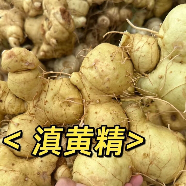 云南食用滇黄精下山野生新鲜可煲汤可栽种黄精纯天然原生态马尾根 鲜鲜滇黄精 1000g(2 斤)【图片 价格 品牌 报价】-京东
