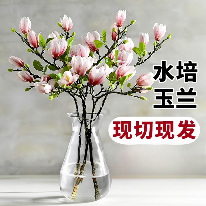 两草三花水培玉兰鲜切花枝带花苞家用水养鲜花卉干枝室内好养耐寒植物盆栽 粉玉兰枝条水培+营养液 50cm3枝【图片 价格 品牌 报价】-京东