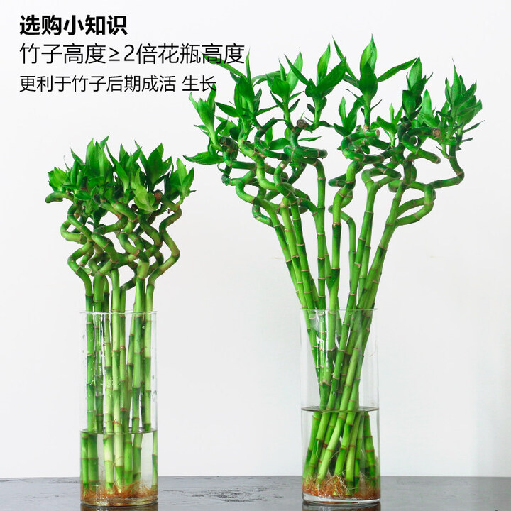 咏幻带根转运竹弯竹开运直竹水竹富贵竹水培植物花卉水养客 带根转运弯竹-40厘米-10支 不含盆【图片 价格 品牌 报价】-京东