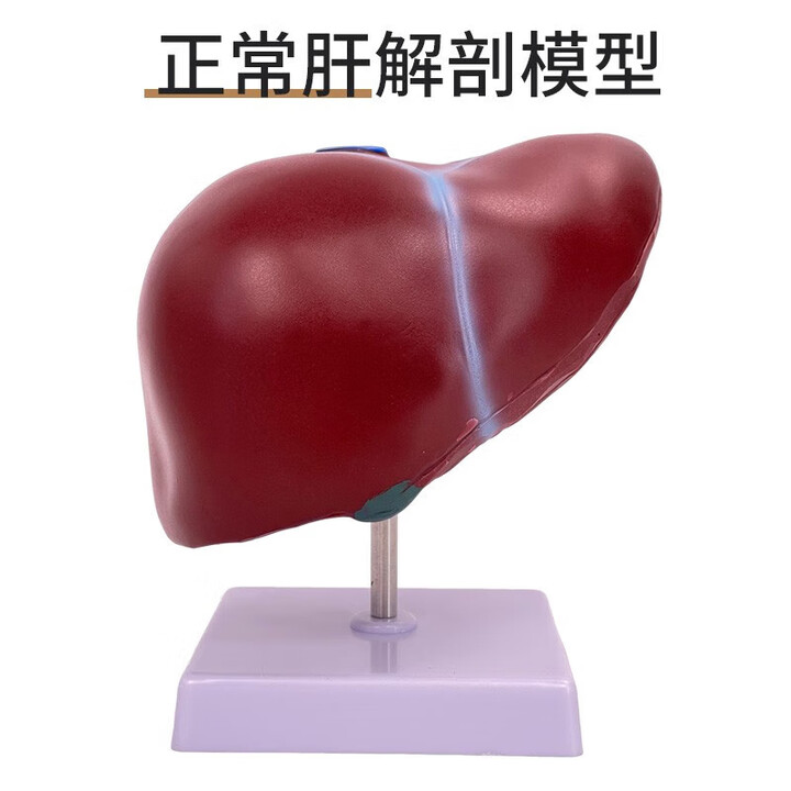 【安立竹人体肝脏模型】安立竹 人体肝脏模型 肝解剖模型肝门胆囊胆管结构消化系统 人体解剖器官模型 正常肝脏【行情 报价 价格 评测】-京东