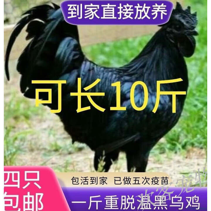 正宗纯种1斤五黑鸡一斤黑乌鸡乌骨鸡五黑一绿鸡绿壳蛋鸡包活到家 一斤左右五黑鸡(2公3母)【图片 价格 品牌 报价】-京东