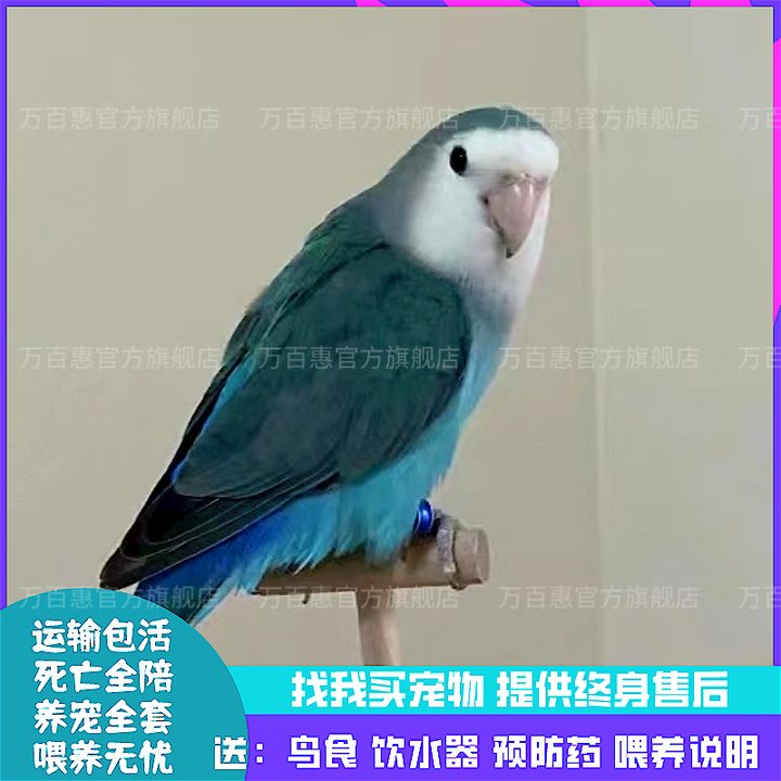 49803d232a66be26.png