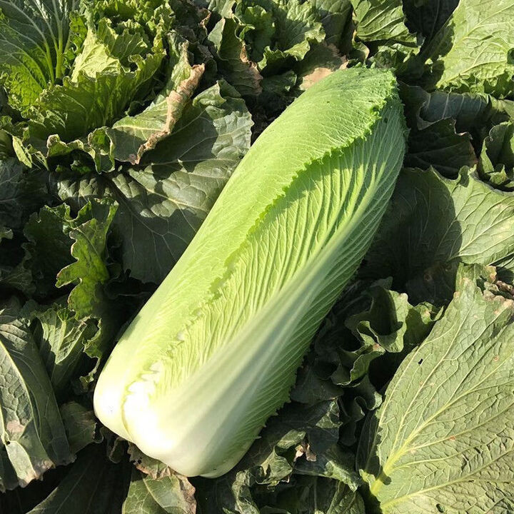 龙芽菜种子龙牙黄白菜绍菜种子四季小白菜无筋软糯甜蔬菜种子 精选100粒【图片 价格 品牌 报价】-京东