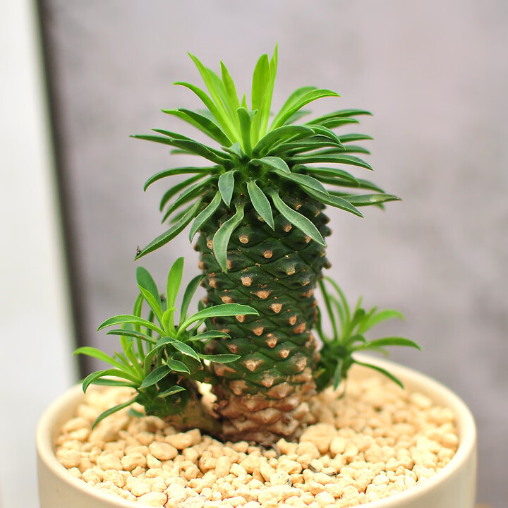 刘不丁铁甲麒麟萌趣多肉根块植物小菠萝仙人球盆景好养盆栽喜阳耐旱