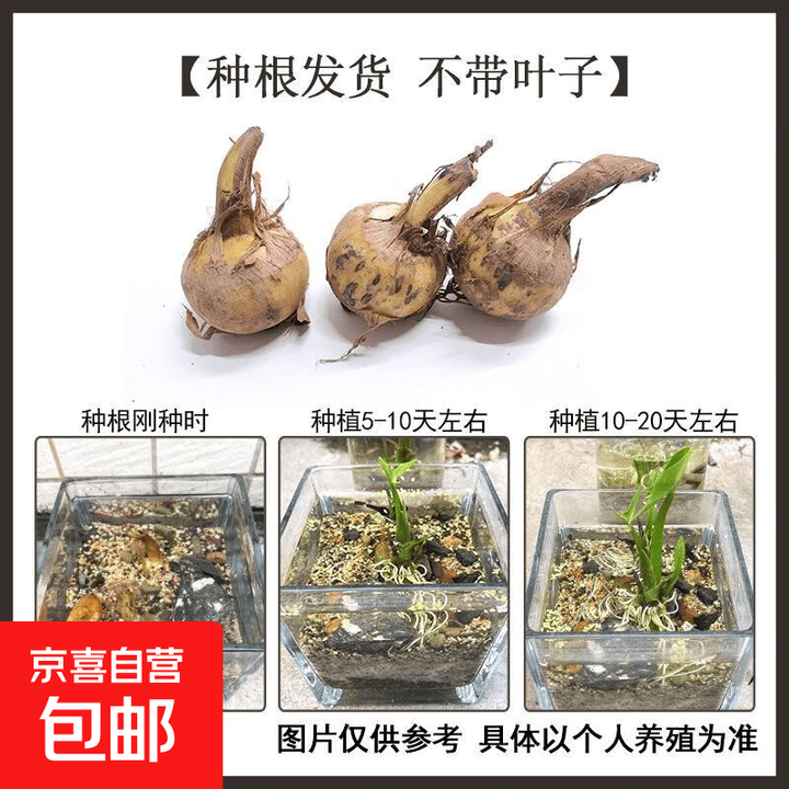水生植物慈姑茨菇苗燕尾草挺水水草湿地鱼缸池塘净化花卉种球真草 水培慈姑种球10个【图片 价格 品牌 报价】-京东