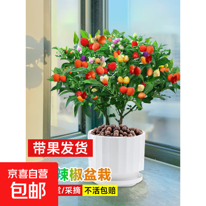辣椒盆栽七彩五彩带果椒苗室内阳台可食用朝天椒蔬菜种苗观赏花卉 【带果发货】七彩椒盆栽（暖白盆） 带盆栽好【图片 价格 品牌 报价】-京东